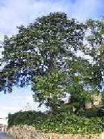 arbre de la liberté